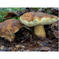 Мицелий Каштанового гриба / Гиропорус каштановый (Gyroporus castaneus)